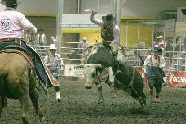 A Bull rider tests his skills at the Black Gold Rodeo in Leduc