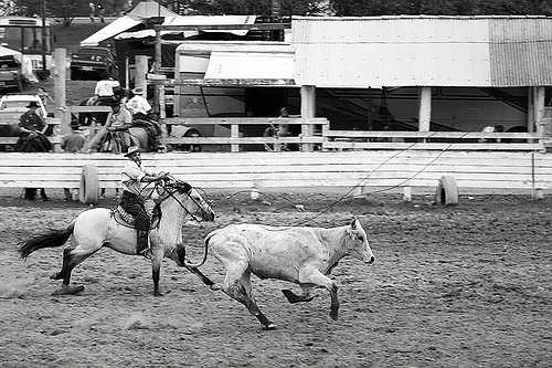 black and white photo of a rodeo rider 